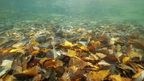 Fallen leaves on lake bottom Stock Footage 293957066