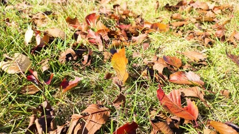 Fallen leaves on the lawn, close up Stock Footage 317923212