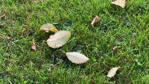 Fallen Leaves on a Lawn Stock Footage 138541023