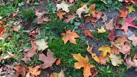 Fallen Leaves on a Lawn Stock Footage 139021051