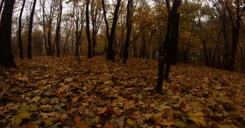 Fallen Leaves Lie on the Ground Under the Trees in the Forest Stock Footage 60455906
