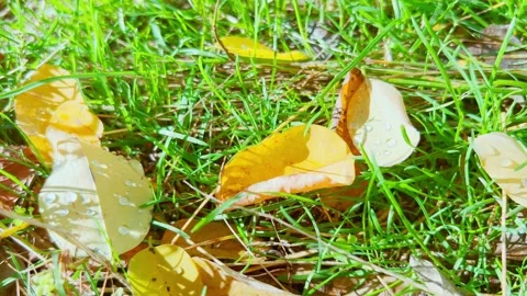 Fallen leaves lying on green grass with droplets of water accumulated on them Stock Footage 255032666