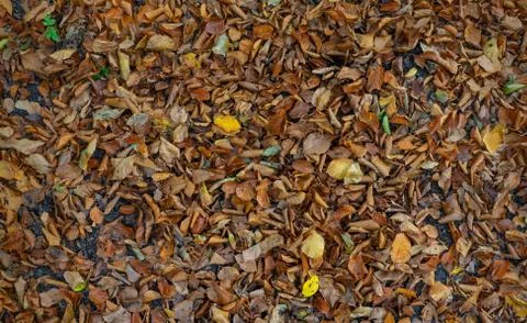 Fallen leaves, lying on the ground. Stock Photos