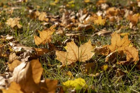 Fallen leaves of maple lying on the ground illuminated by the sun from behi.. Foto stock