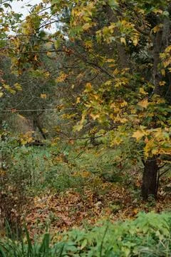 Fallen leaves of maple Stock Photos