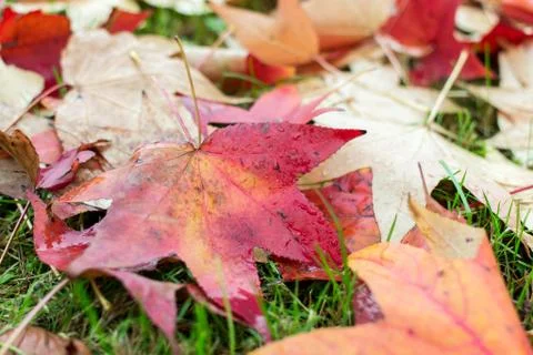 Fallen leaves of a maple with some water drops Stock Photos