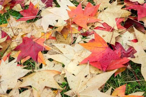 Fallen leaves of a maple with some water drops Stock Photos