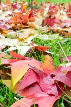 Fallen leaves of a maple with some water drops Stock Photos