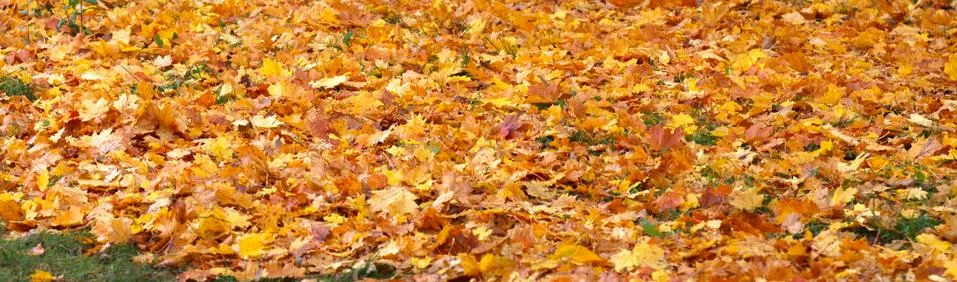 Fallen leaves of a maple tree. Stock Photos