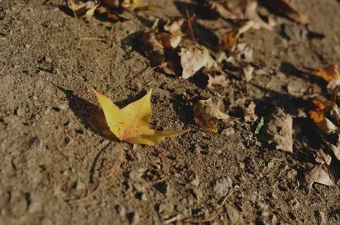Fallen leaves from a maple tree in sunlight. autumn maple leaves on the groun Stock Photos