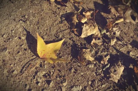 Fallen leaves from a maple tree in sunlight. autumn maple leaves on the groun Stock Photos