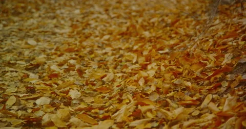 Fallen Leaves on nature path. Stock Footage 142106733