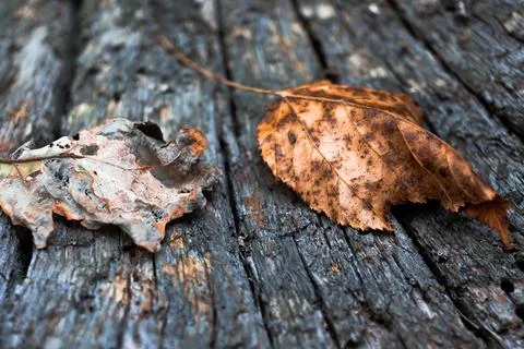 Fallen leaves on an old board. Tree bark. Autumn, fall concept.  Stock Photos
