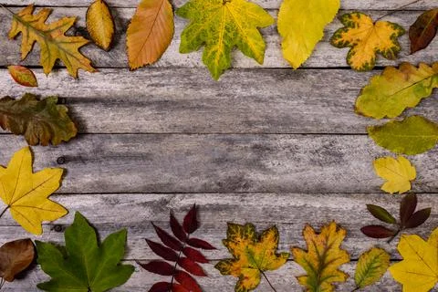 Fallen leaves on old table Stock Photos