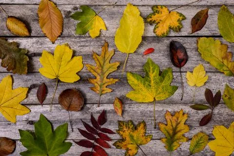 Fallen leaves on old table Foto stock