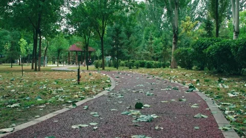 Fallen leaves on the park path Stock Footage 234053696