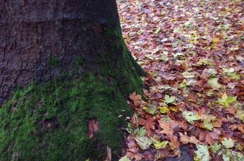 Fallen leaves  in the park Stock Photos