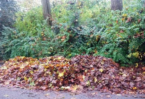 Fallen leaves in the park Stock Photos