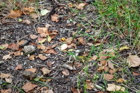 Fallen leaves on path Stock Photos