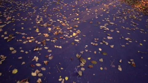 Fallen leaves on pavement. Stock Footage 231049474