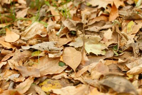 Fallen leaves Stock Photos
