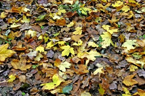 Fallen leaves Stock Photos