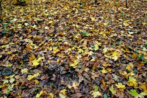Fallen leaves Stock Photos
