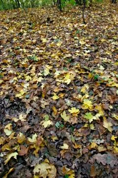 Fallen leaves Stock Photos