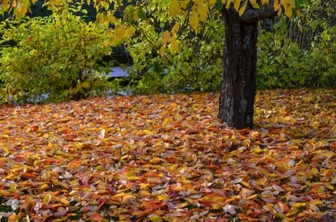 Fallen leaves Stock Photos