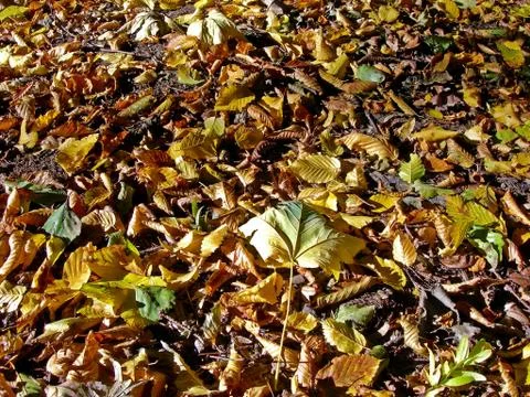 Fallen leaves Stock Photos