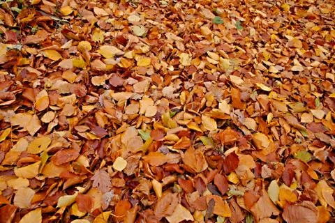 Fallen leaves Stock Photos