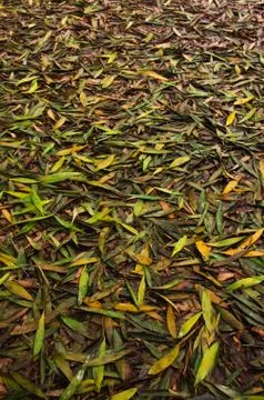 Fallen leaves Stock Photos