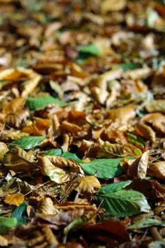 Fallen leaves Stock Photos