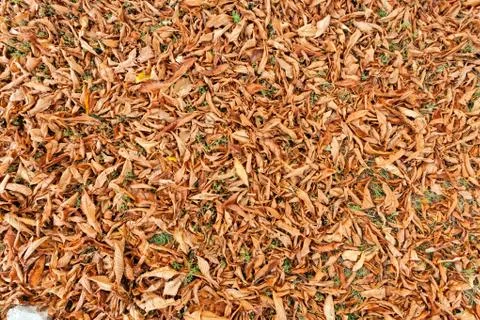 Fallen leaves Stock Photos