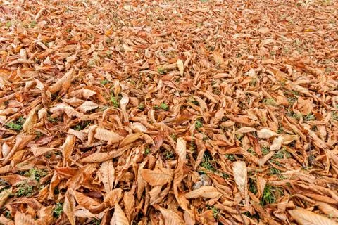 Fallen leaves Stock Photos