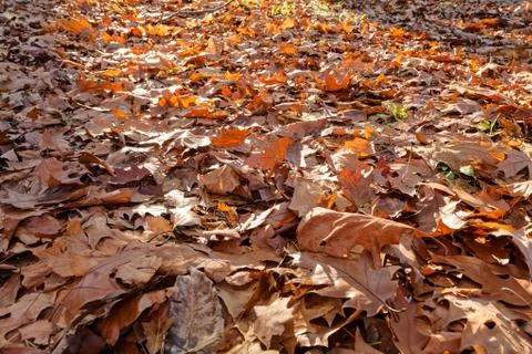 Fallen leaves Foto stock