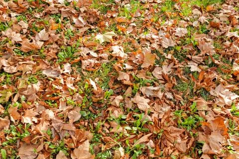 Fallen leaves Stock Photos
