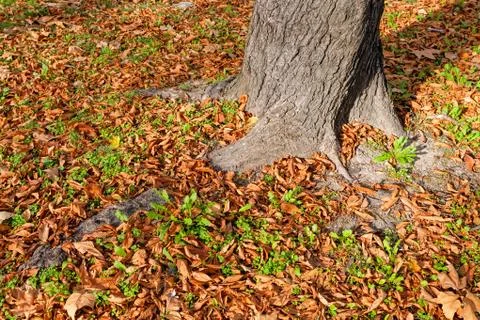 Fallen leaves Stock Photos