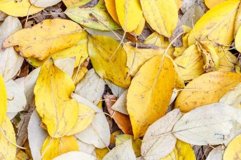 Fallen leaves Foto stock