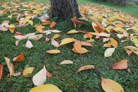 Fallen leaves Foto stock
