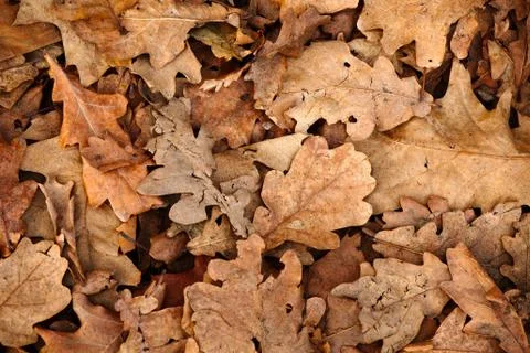 Fallen leaves Stock Photos