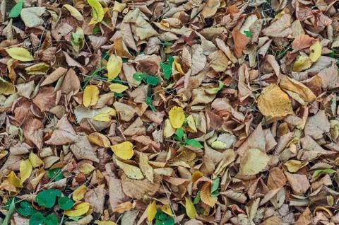 Fallen leaves Stock Photos