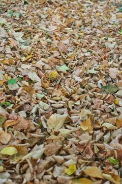 Fallen leaves Stock Photos