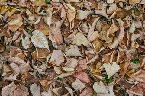 Fallen leaves Stock Photos