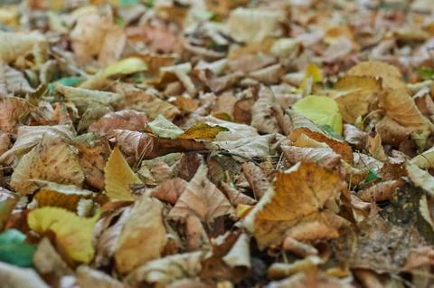 Fallen leaves Stock Photos