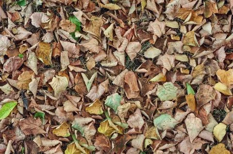 Fallen leaves Stock Photos