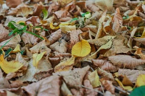 Fallen leaves Stock Photos