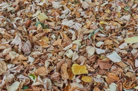 Fallen leaves Stock Photos