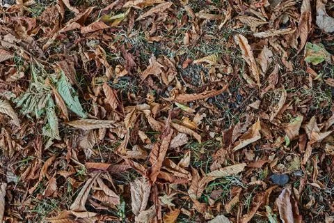 Fallen leaves Stock Photos