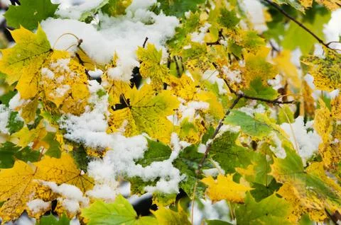 Fallen leaves Foto stock